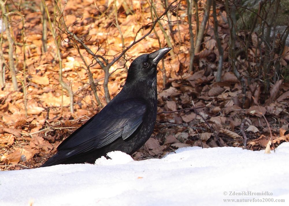 vrána černá, Corvus corone (Ptáci, Aves)